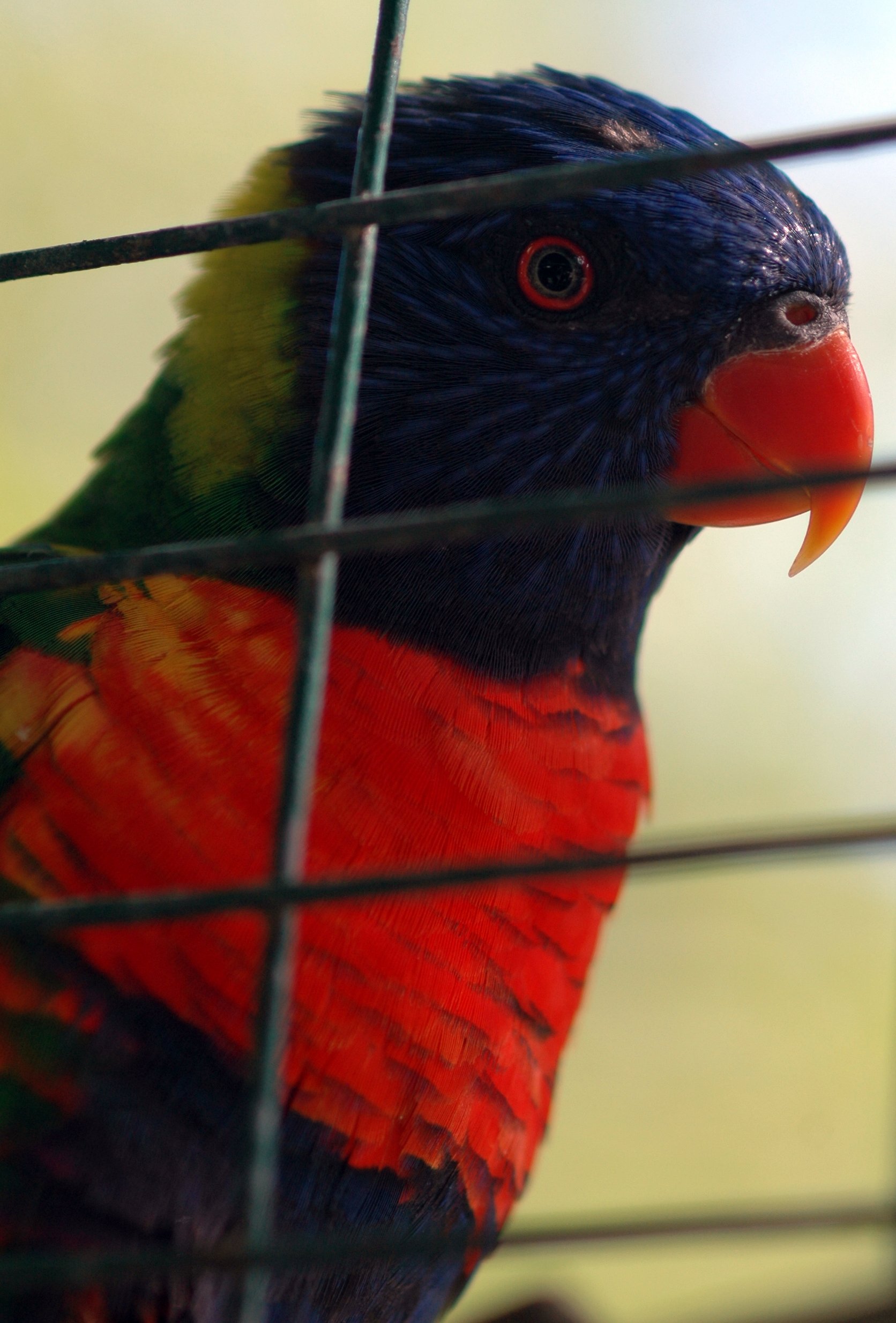 belby parrot